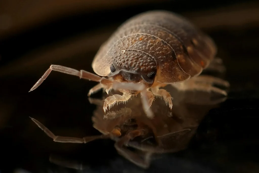 Bed-Bug-Treatment - Elmont Pest Control Pros | Elmont, NY